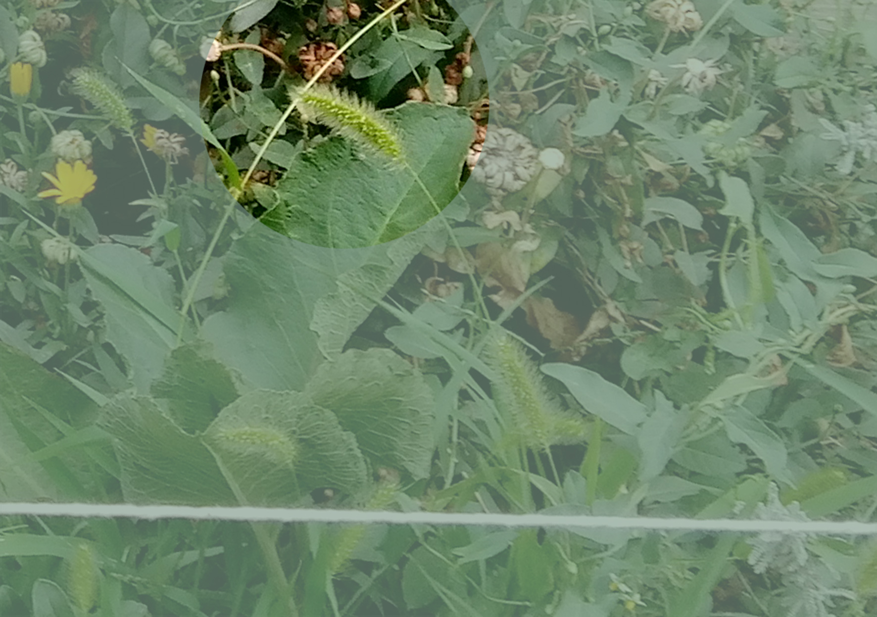 SETARIA VERTICILLATA L. - pabbio comune